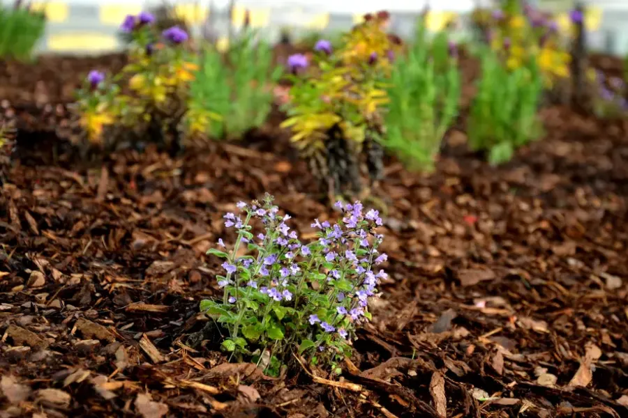 Mulching Techniques To Improve Garden Aesthetics Beltsville, MD
