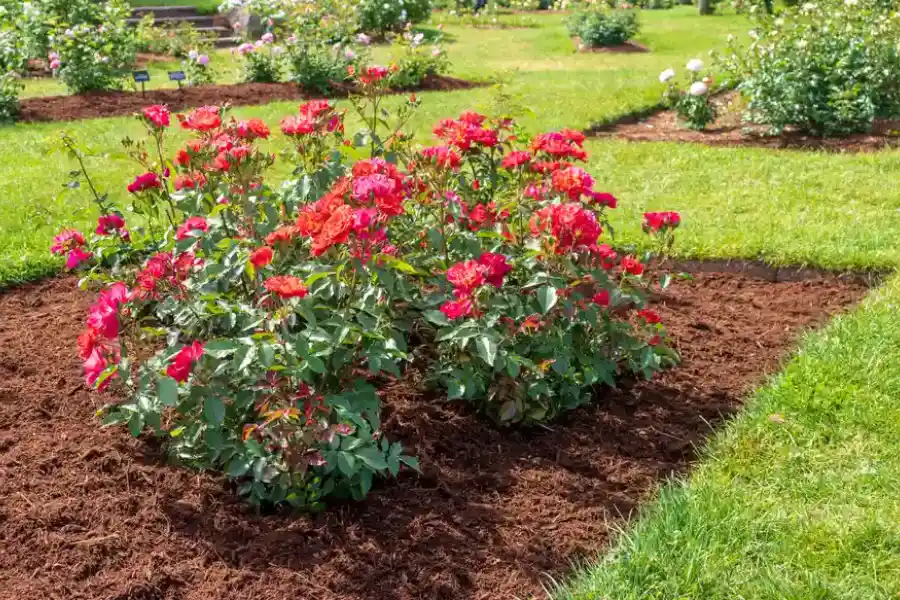 The Role Of Mulch In Improving Soil Structure And Fertility in Beltsville, MD